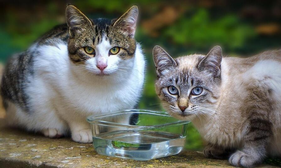 Ako zabezpečiť opatrovanie mačky v Bratislave?