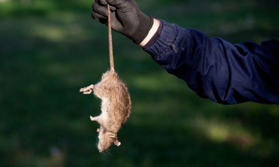 Prečo je deratizácia priestorov od profesionálov efektívnejšia voľba?