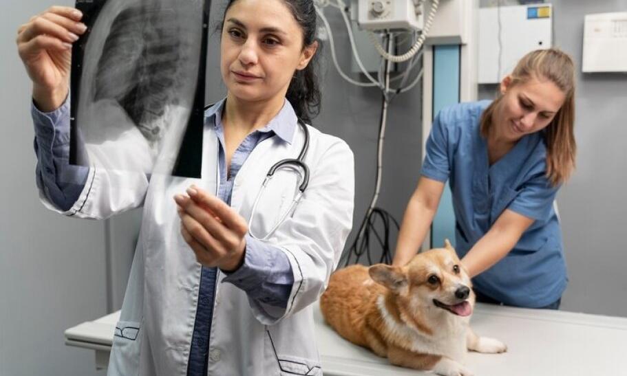 Prečo je ultrazvuk zvierat dôležitou súčasťou zdravotnej starostlivosti?