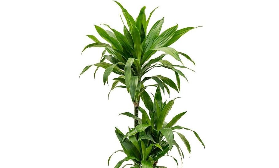 Strelitzia: elegancia, ktorá si žiada pozornosť