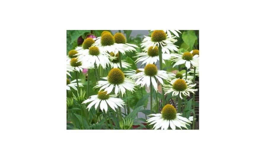 Trvalky ako dlhodobé riešenie pre krásnu a funkčnú výsadbu