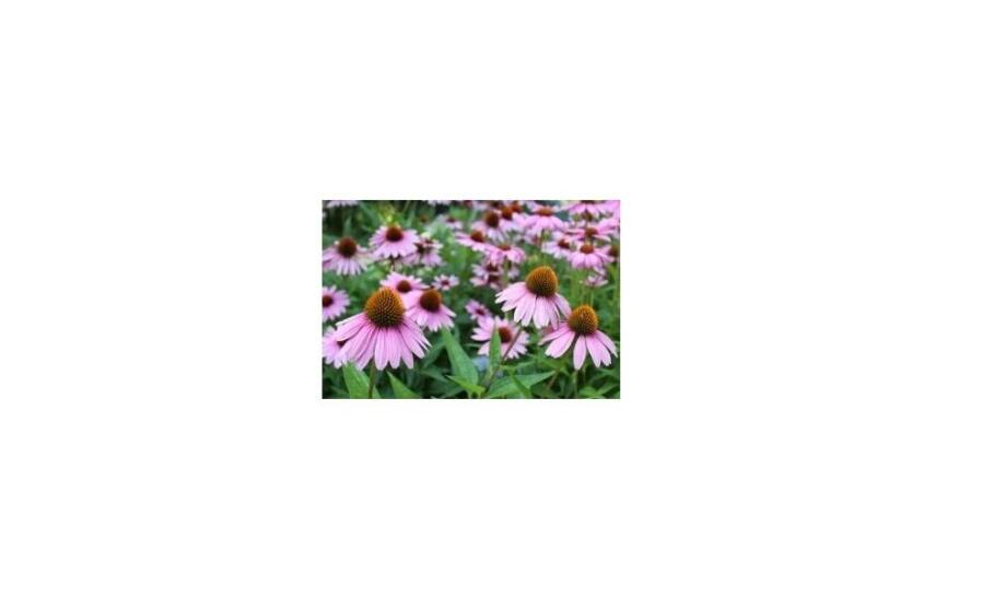 Sadenice trvaliek – spoľahlivá voľba pre dlhodobú krásu