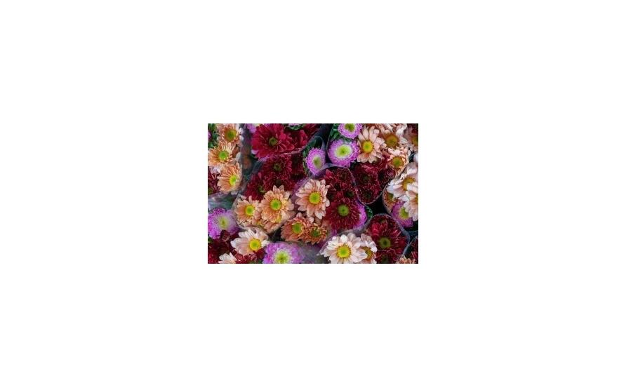 Letničky na predaj ako základ sezónnej výsadby