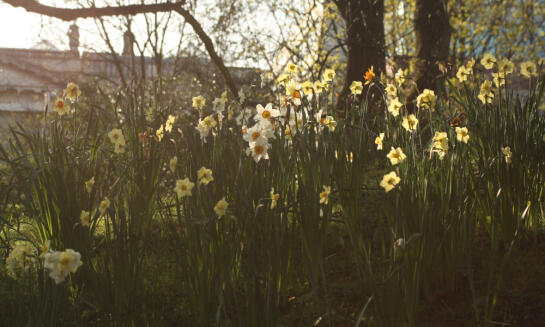 Kontrola rastlín a stromov po zime – ako pripraviť záhradu na jar