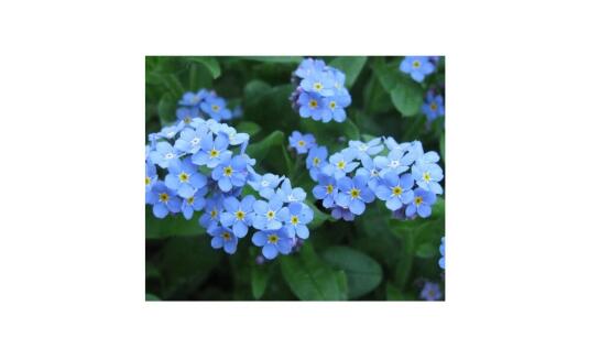 Dvojročné kvety: prečo sa oplatí zaradiť ich do výsadby a aké druhy si vybrať