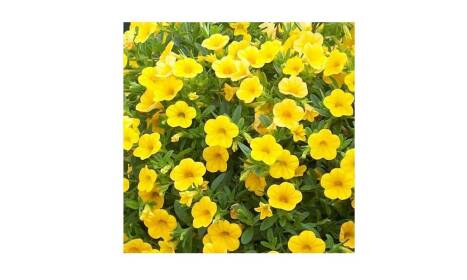 Kvety s názvom letničky ako ideálne riešenie pre farebnú sezónu