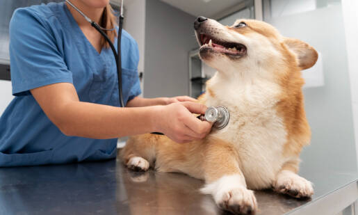 Prečo je čipovanie dôležité pre každého majiteľa zvieraťa?