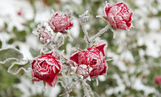 Zazimovanie kvetov pre ich ochranu a bohaté kvitnutie