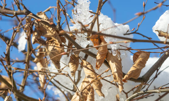Zazimovanie stromov pre ich zdravý rast a dlhú životnosť
