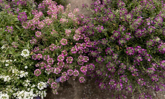 Trvalky ako stabilný prvok záhradnej výsadby