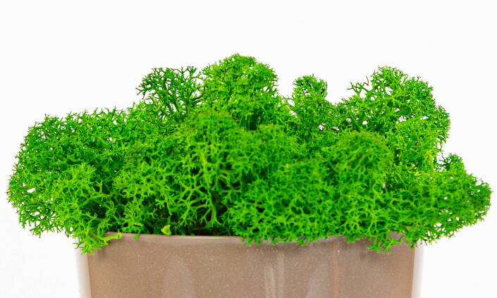 Stabilizovaný mach: príroda bez starostí