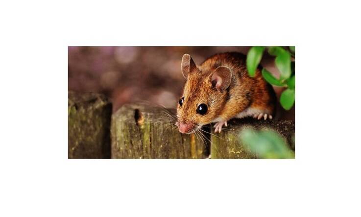 Likvidácia potkanov od Deratizácia Šulek – odborný zásah bez kompromisov