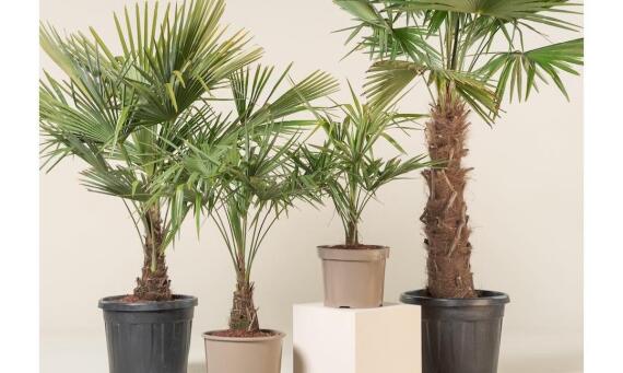 Tropické rastliny: Poznáte ich najznámejšie druhy?