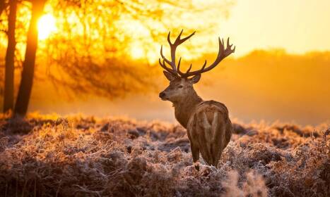 Viete, čo je termovízia a ako vlastne funguje?