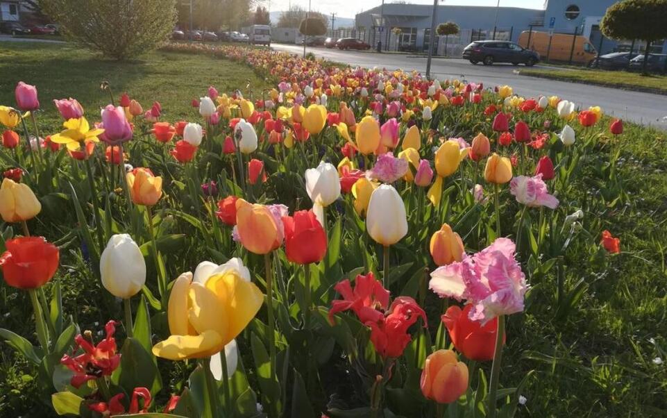 Prečo je hydrogél inovatívny pomocník v záhradkárstve?