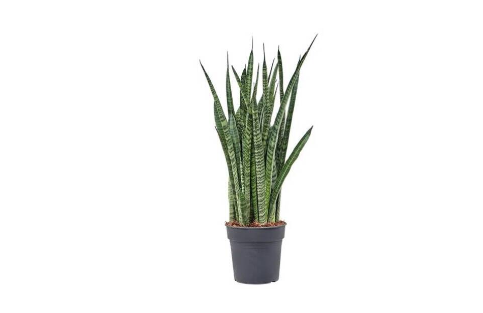 Sansevieria: nenáročný spoločník do vášho domova