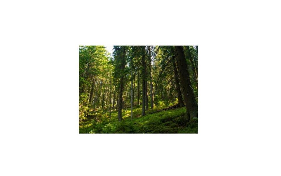 Dendrologické posudky: kľúčový nástroj v ochrane drevín