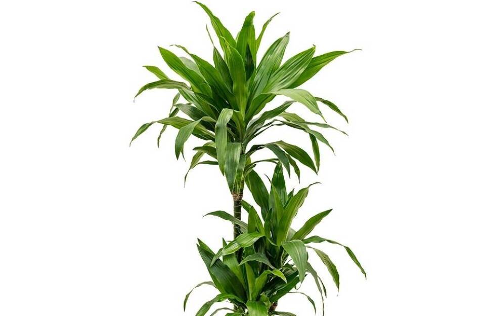 Strelitzia: elegancia, ktorá si žiada pozornosť