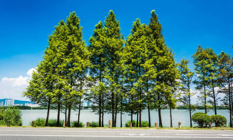 Starostlivosť o stromy ako kľúč k zdravej a bezpečnej záhrade